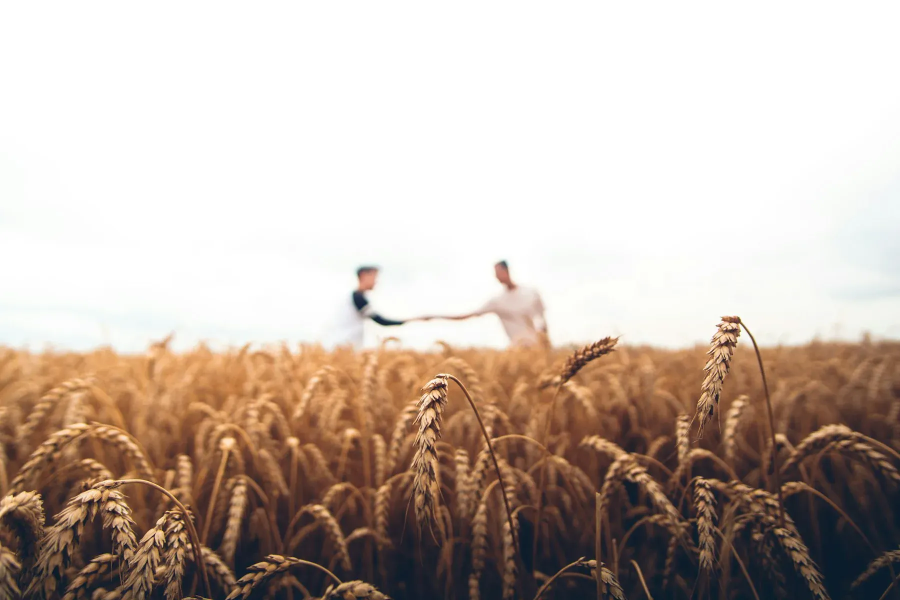 Two people shaking hands across a wheat field
