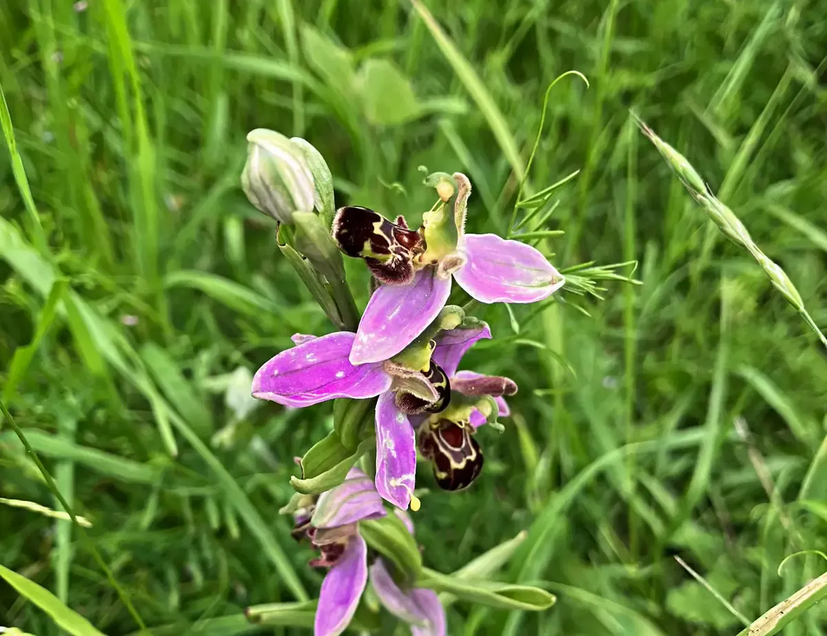 Bee orchid in grassland