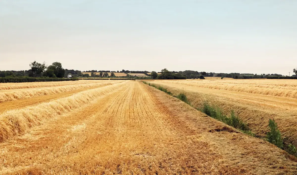 Arable farmland at the Tillbridge Solar Project site